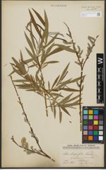 Foto von Salix purpurea L. x Salix viminalis L.